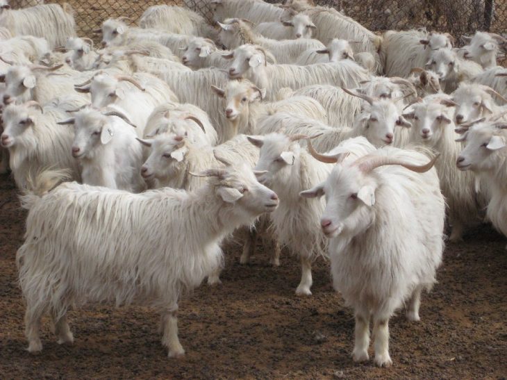 Кашемировые горные козы